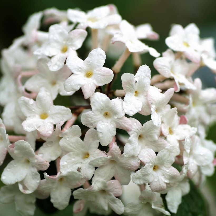 Viburnum carlesii Juddii - Viorne (Floraison)