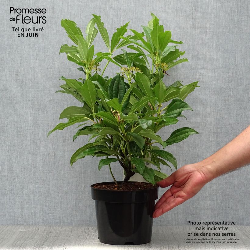 Spécimen de Viburnum davidii - Viorne de David Pot de 3L/4L tel que livré en été