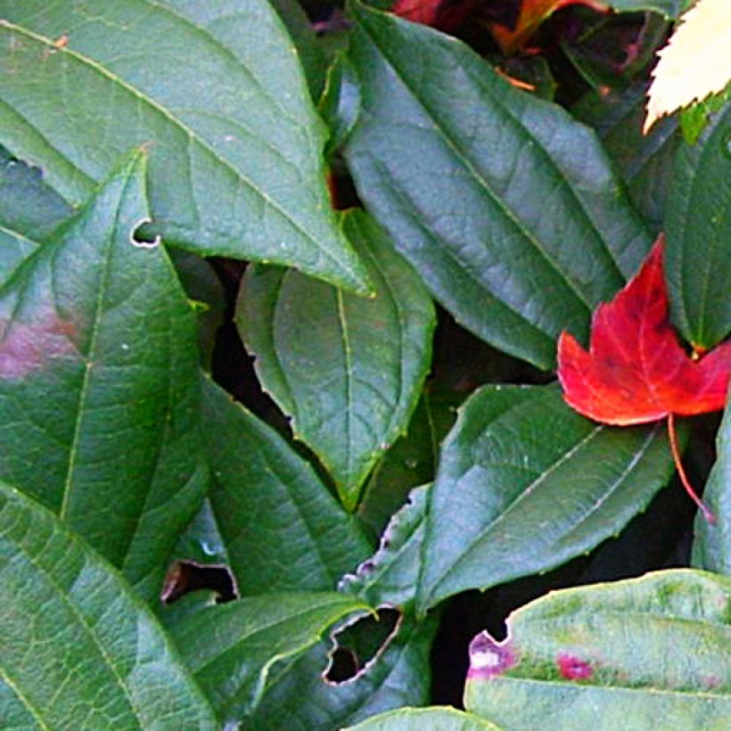 Viburnum davidii - Viorne de David (Feuillage)