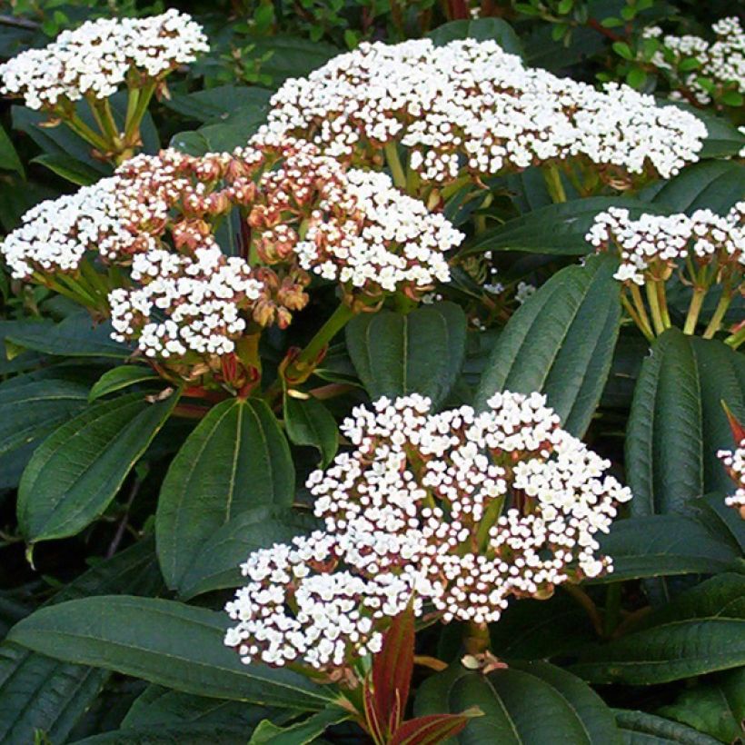 Viburnum davidii - Viorne de David (Floraison)