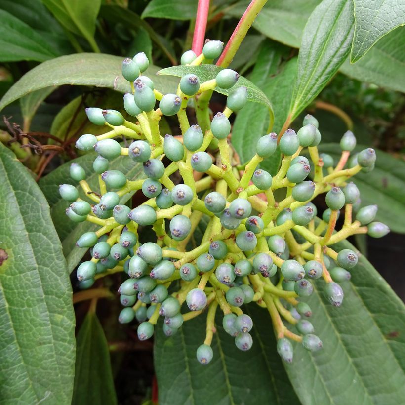 Viburnum davidii - Viorne de David (Récolte)