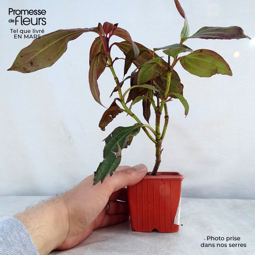 Spécimen de Viburnum davidii - Viorne de David Godet de 8/9 cmHauteur livrée env. 10/15cm tel que livré au printemps