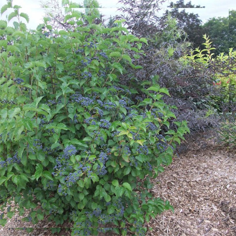 Viburnum dentatum Blue Muffin - Viorne dentée (Port)