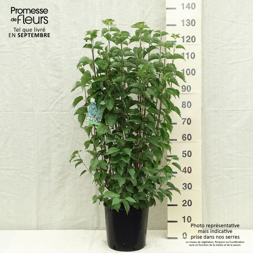 Spécimen de Viburnum dentatum Blue Muffin - Viorne dentée Pot de 12L/15L tel que livré en automne