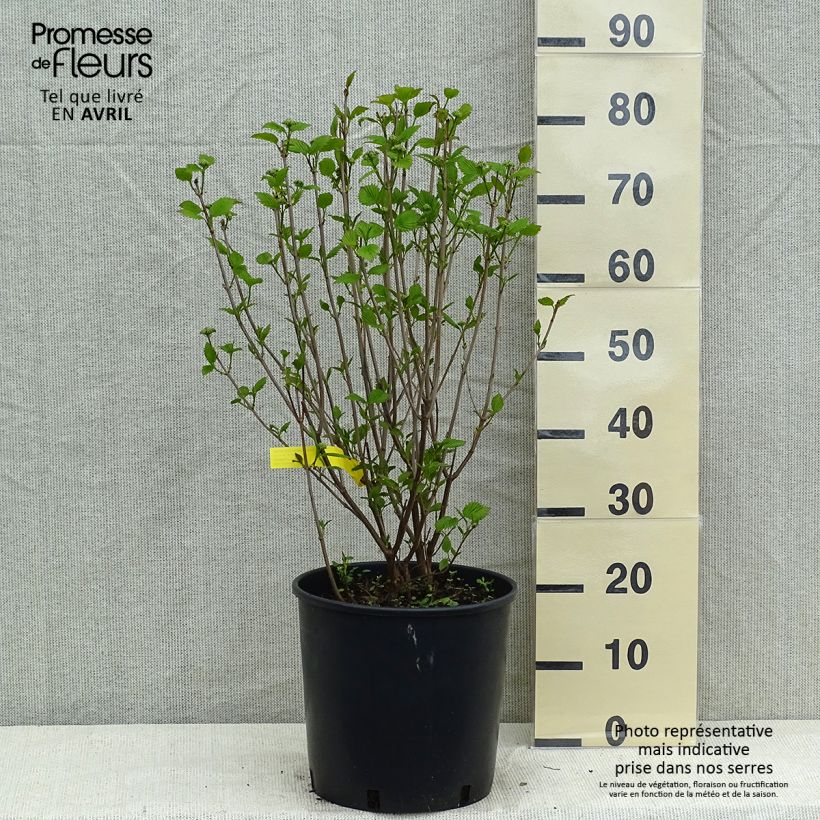 Spécimen de Viburnum dentatum Blue Muffin - Viorne dentée en pot de 12l/15l tel que livré au printemps