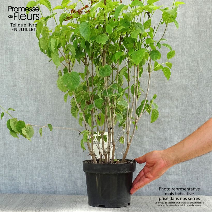 Spécimen de Viburnum dentatum Blue Muffin - Viorne dentée Pot de 3L/4L tel que livré en été