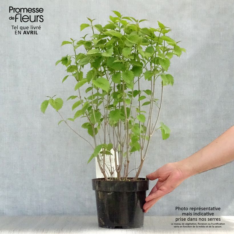 Spécimen de Viburnum dentatum Blue Muffin - Viorne dentée en pot de 3/4L tel que livré au printemps