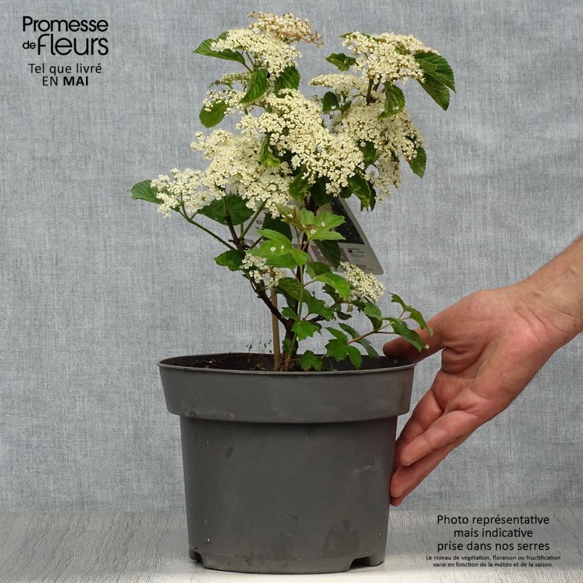 Spécimen de Viburnum dilatatum Sealing Wax Pot de 4L tel que livré au printemps