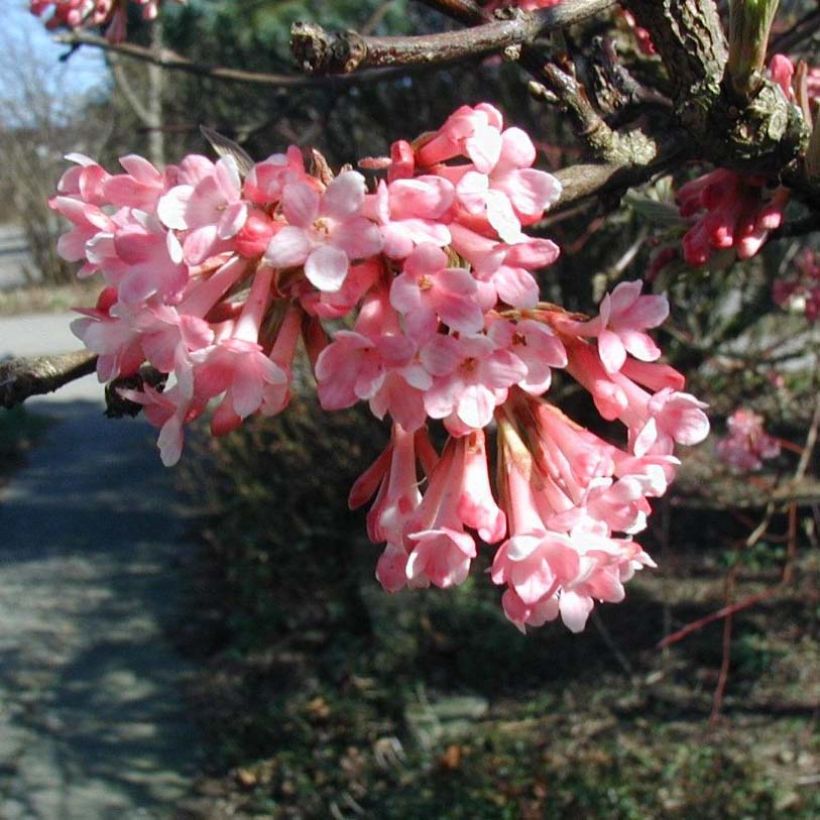 Viorne d'hiver - Viburnum farreri (fragrans) (Floraison)