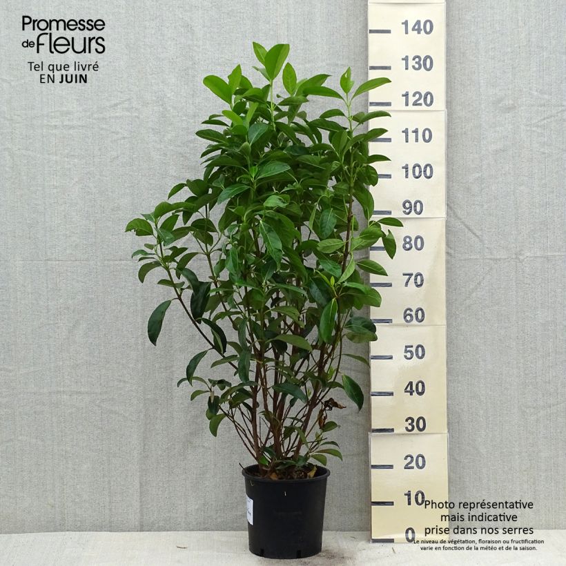 Spécimen de Viburnum lucidum - Viorne luisante Pot de 2L/3L tel que livré en été