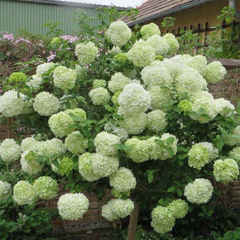 Viburnum macrocephalum Happy Fortuna - Viorne à grosse tête (Floraison)