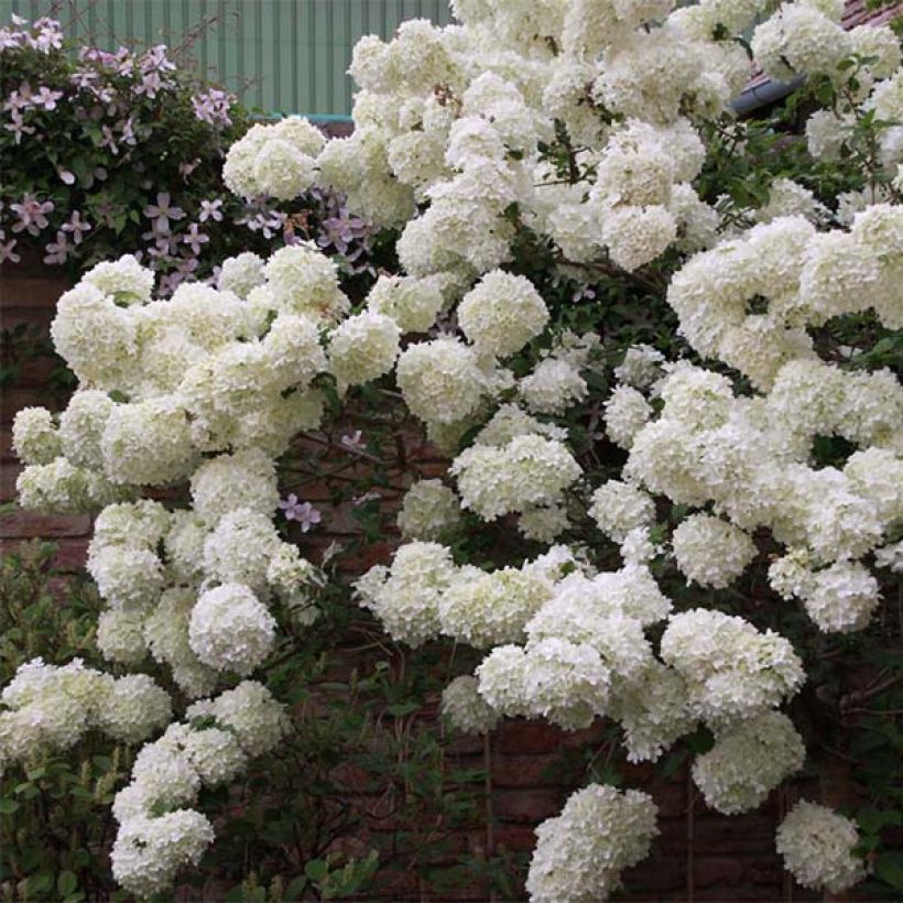 Viburnum macrocephalum Happy Fortuna - Viorne à grosse tête (Port)