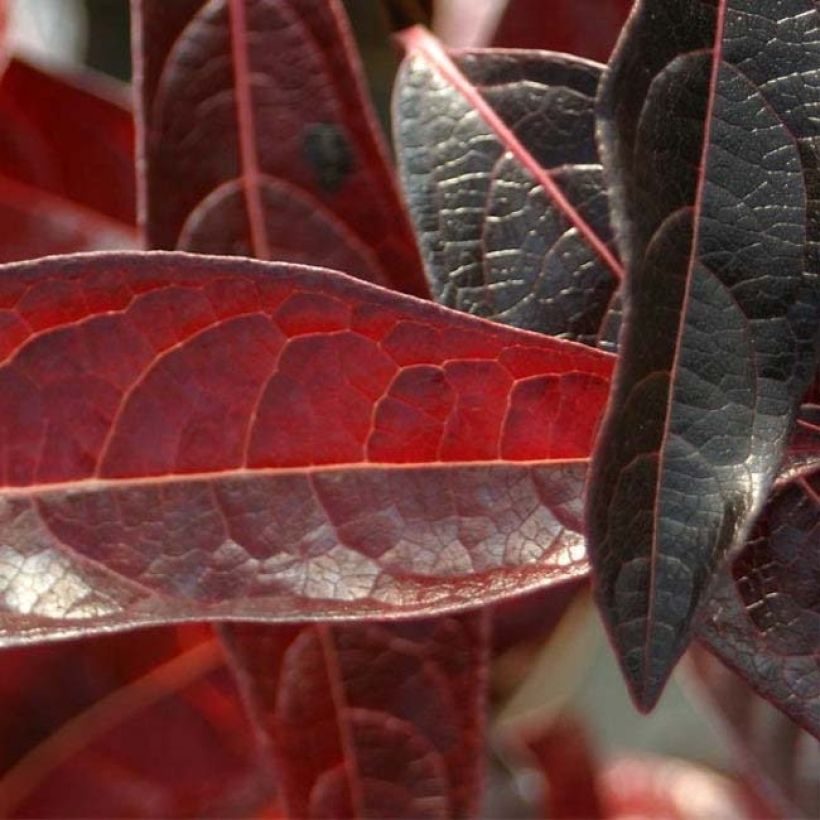 Viorne - Viburnum nudum Brandywine (Feuillage)