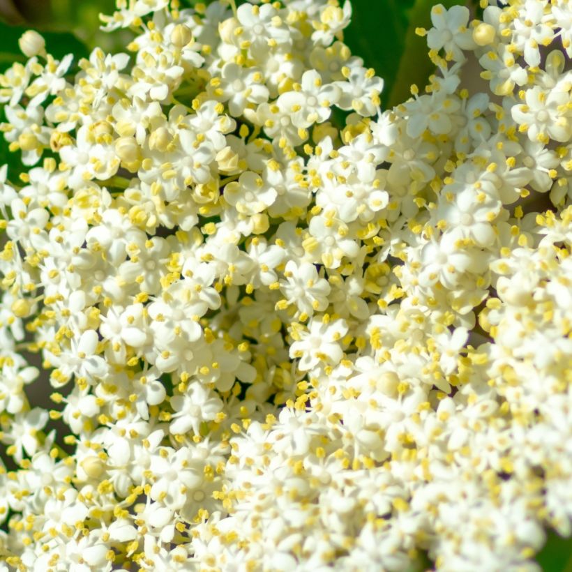 Viorne - Viburnum nudum Brandywine (Floraison)