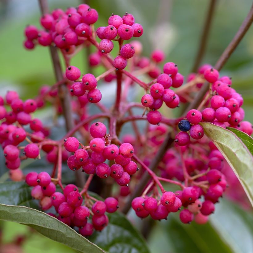 Viorne - Viburnum nudum Brandywine (Récolte)