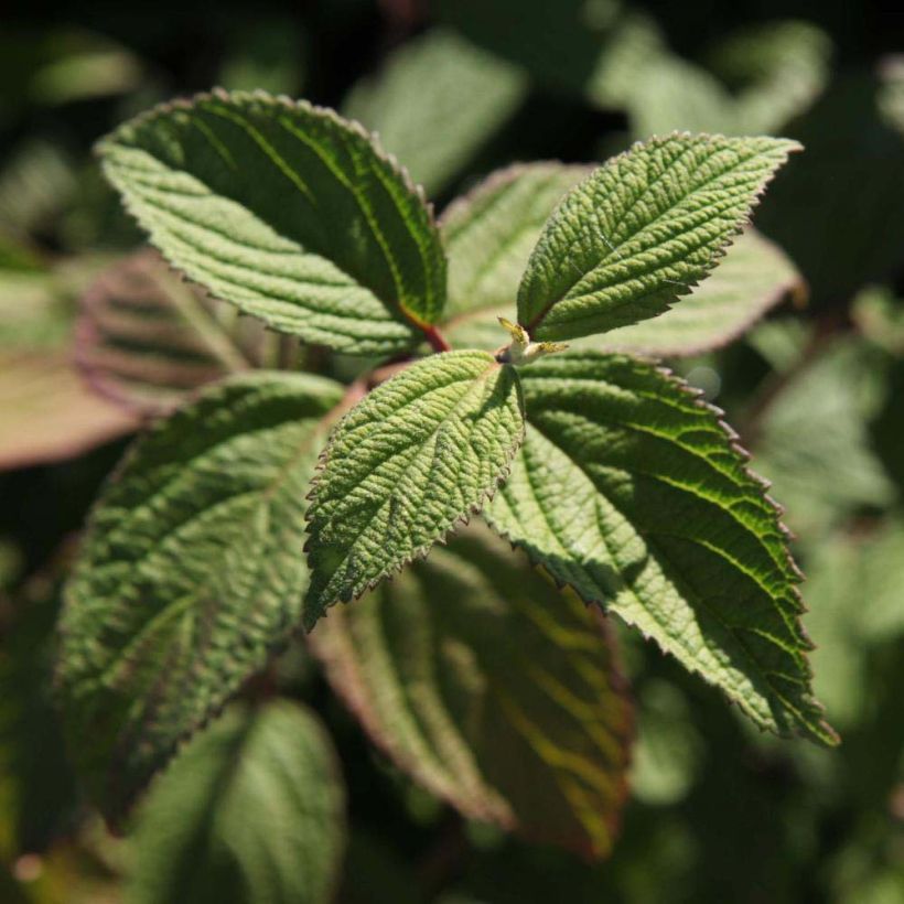 Viorne - Viburnum nudum Pink Beauty (Feuillage)