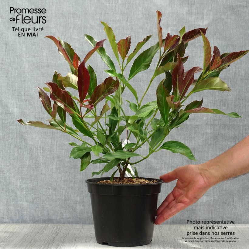 Spécimen de Viburnum odoratissimum Coppertop - Viorne parfumée en pot de 3/4L tel que livré au printemps