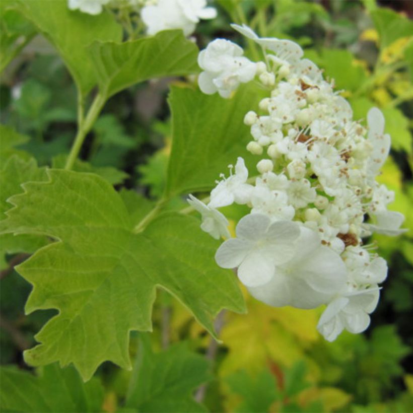 Viburnum opulus Xanthocarpum - Viorne obier (Floraison)