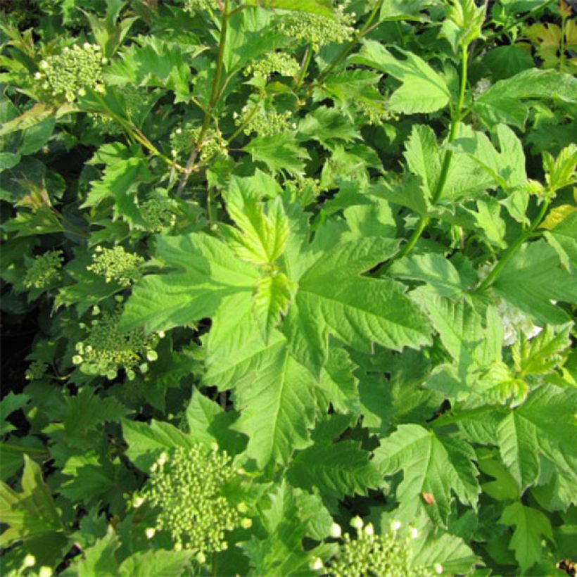 Viburnum opulus Xanthocarpum - Viorne obier (Feuillage)