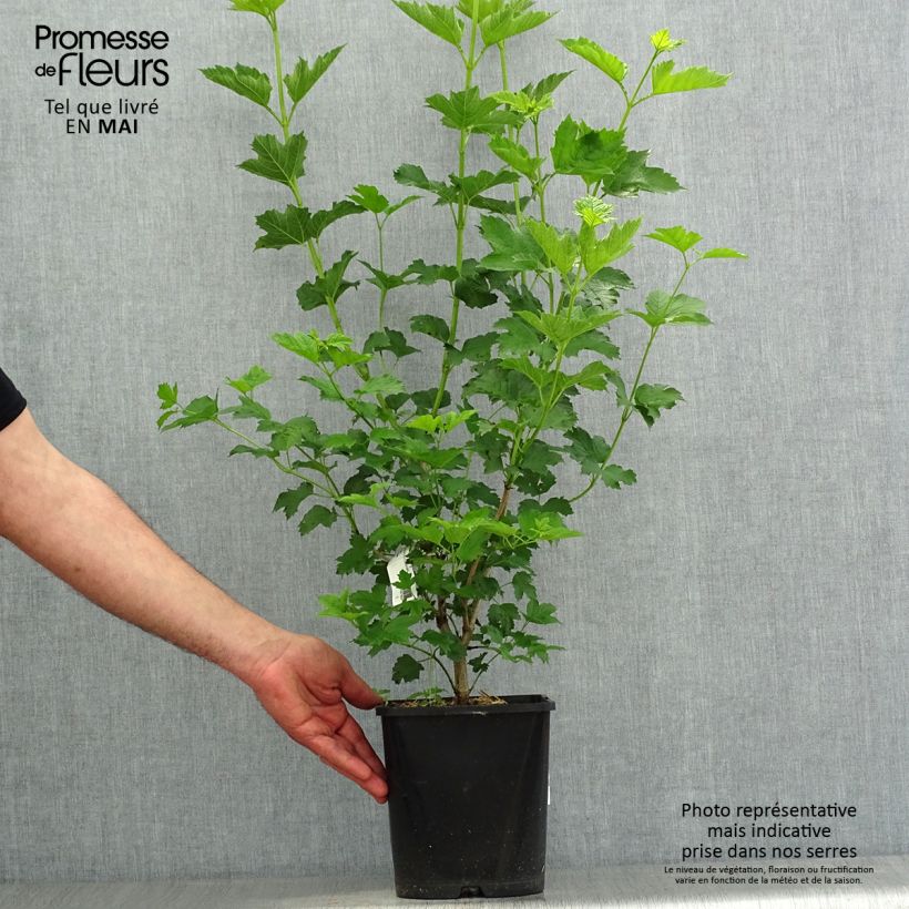 Spécimen de Viburnum opulus Xanthocarpum - Viorne obier Pot de 3L/4L tel que livré au printemps
