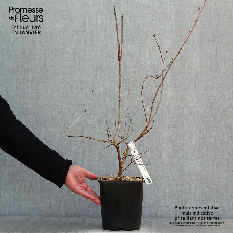 Spécimen de Viburnum opulus Xanthocarpum - Viorne obier tel que livré en hiver