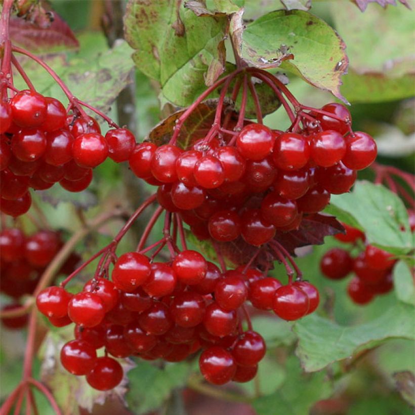 Viorne obier - Viburnum opulus (Récolte)