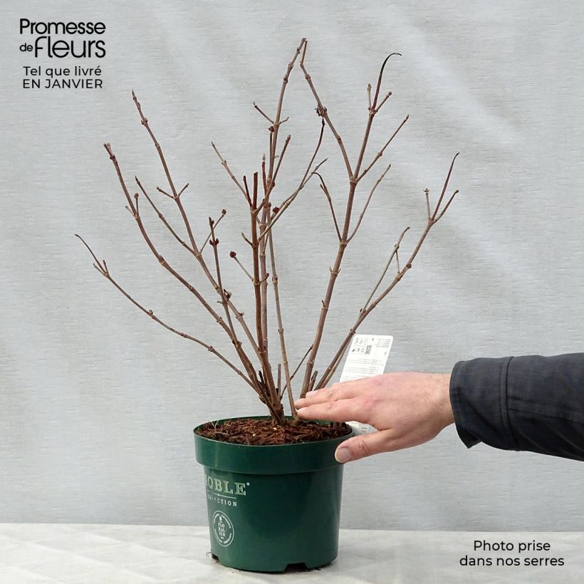Spécimen de Viorne - Viburnum plicatum Grandiflorum tel que livré en hiver