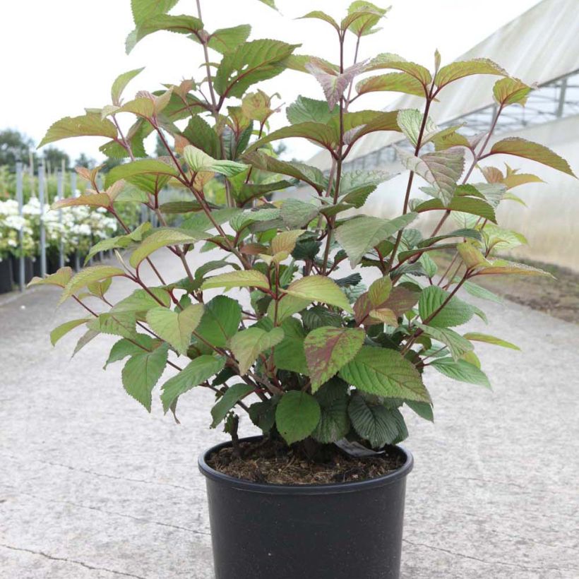 Viorne - Viburnum plicatum Grandiflorum (Port)