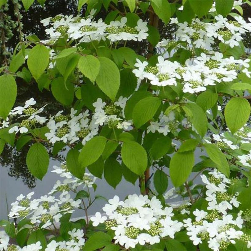 Viorne - Viburnum plicatum Kilimandjaro (Feuillage)