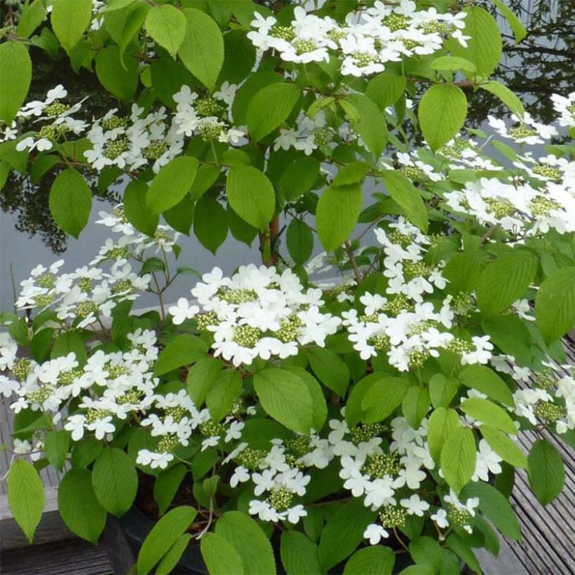 Viorne - Viburnum plicatum Kilimandjaro (Floraison)