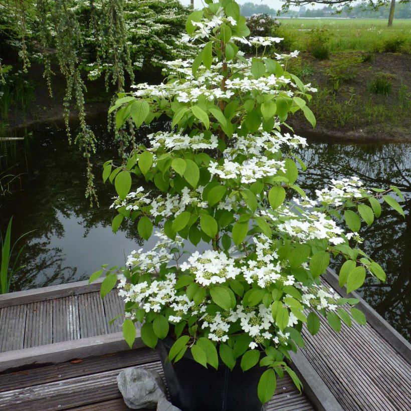 Viorne - Viburnum plicatum Kilimandjaro (Port)