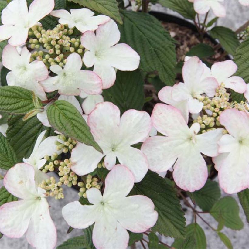 Viorne de Chine - Viburnum plicatum Kilimanjaro Sunrise (Floraison)