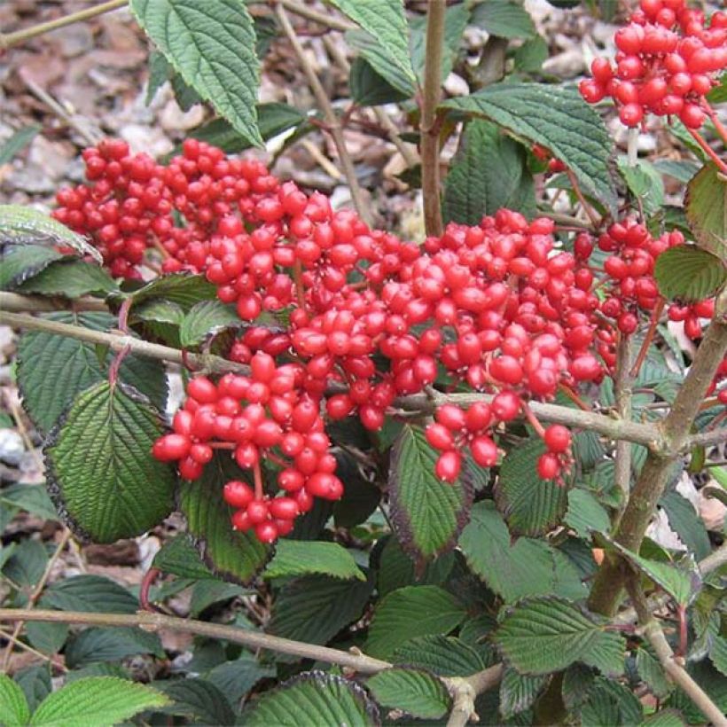 Viorne de Chine - Viburnum plicatum Kilimanjaro Sunrise (Récolte)