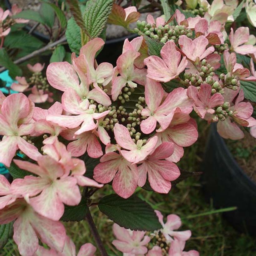 Viorne de Chine - Viburnum plicatum Molly Schroeder (Floraison)