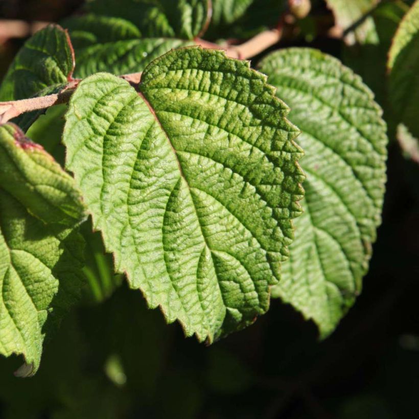 Viorne de Chine - Viburnum plicatum Shasta (Feuillage)