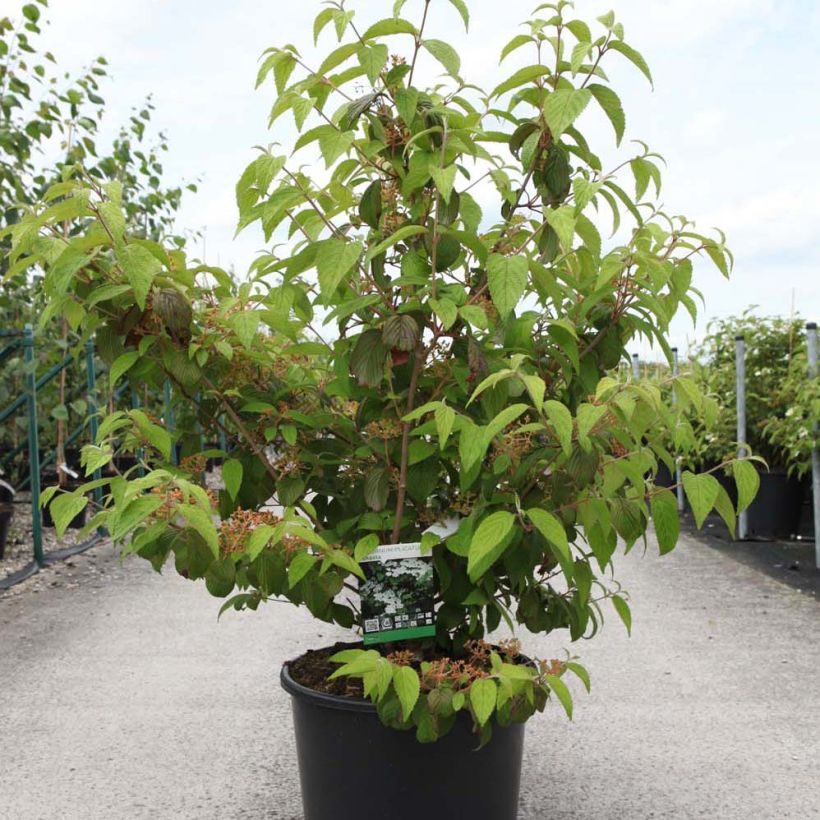 Viorne de Chine - Viburnum plicatum Shasta (Port)