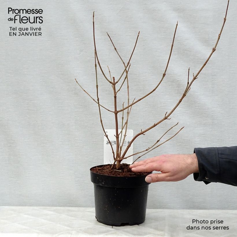 Spécimen de Viorne de Chine - Viburnum plicatum Shasta tel que livré en hiver