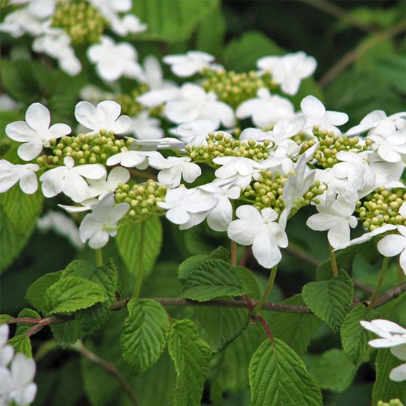 Viorne de Chine - Viburnum plicatum Tomentosum (Floraison)