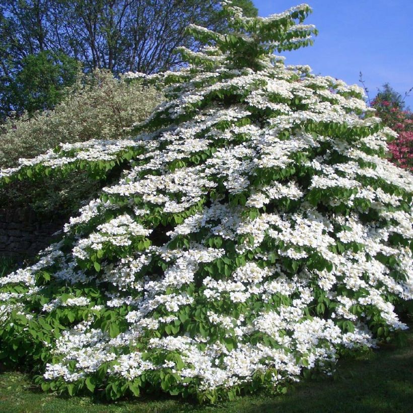 Viorne de Chine - Viburnum plicatum Tomentosum (Port)