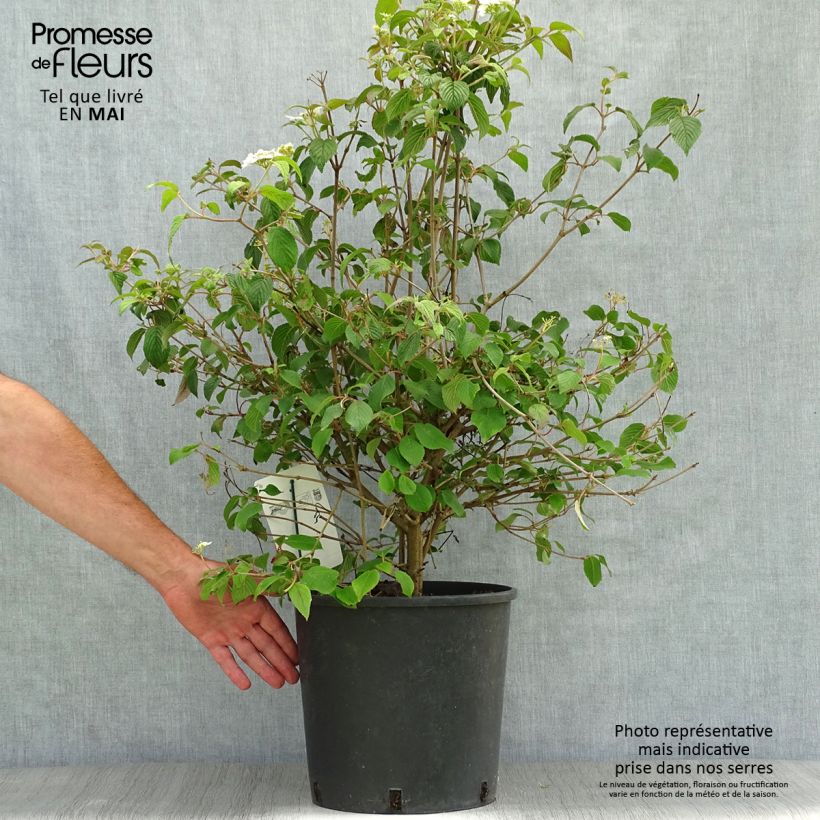 Spécimen de Viorne - Viburnum plicatum Watanabe Pot de 12L/15LHauteur livrée env. 80/100cm tel que livré au printemps