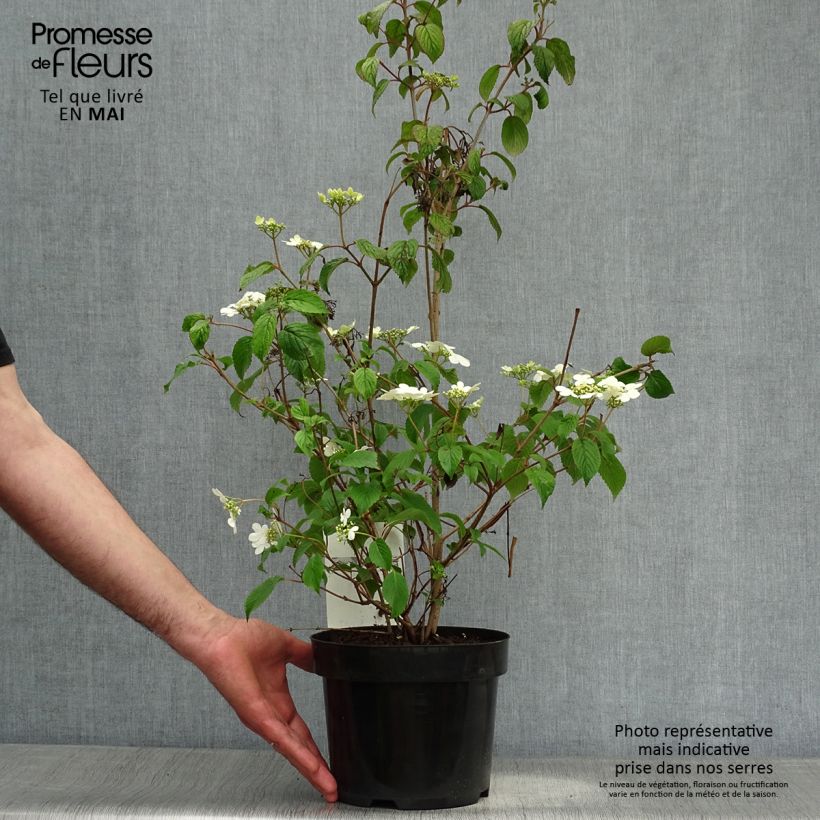 Spécimen de Viorne - Viburnum plicatum Watanabe Pot de 3L/4LHauteur livrée env. 50/60cm tel que livré au printemps