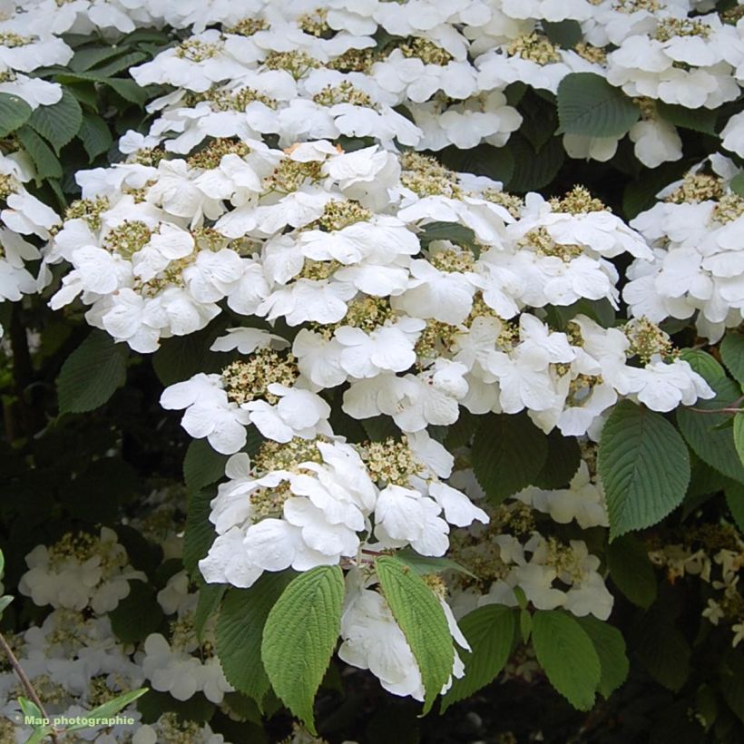Viorne - Viburnum plicatum Lanarth (Floraison)