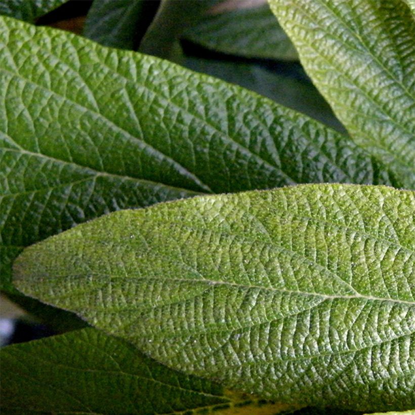 Viburnum rhytidophyllum - Viorne à feuilles ridées. (Feuillage)
