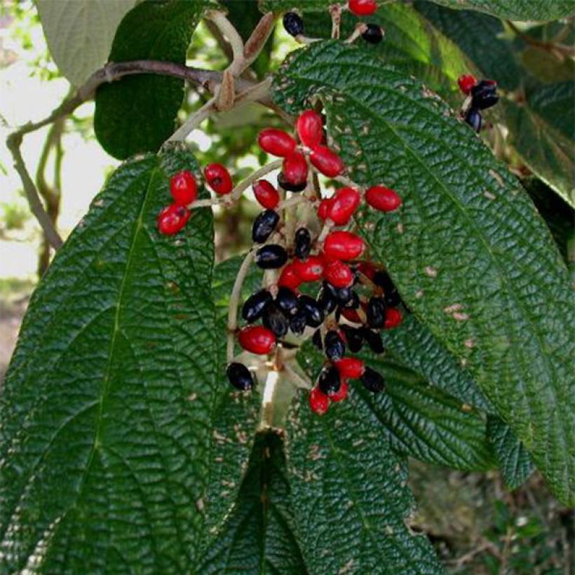 Viburnum rhytidophyllum - Viorne à feuilles ridées. (Récolte)