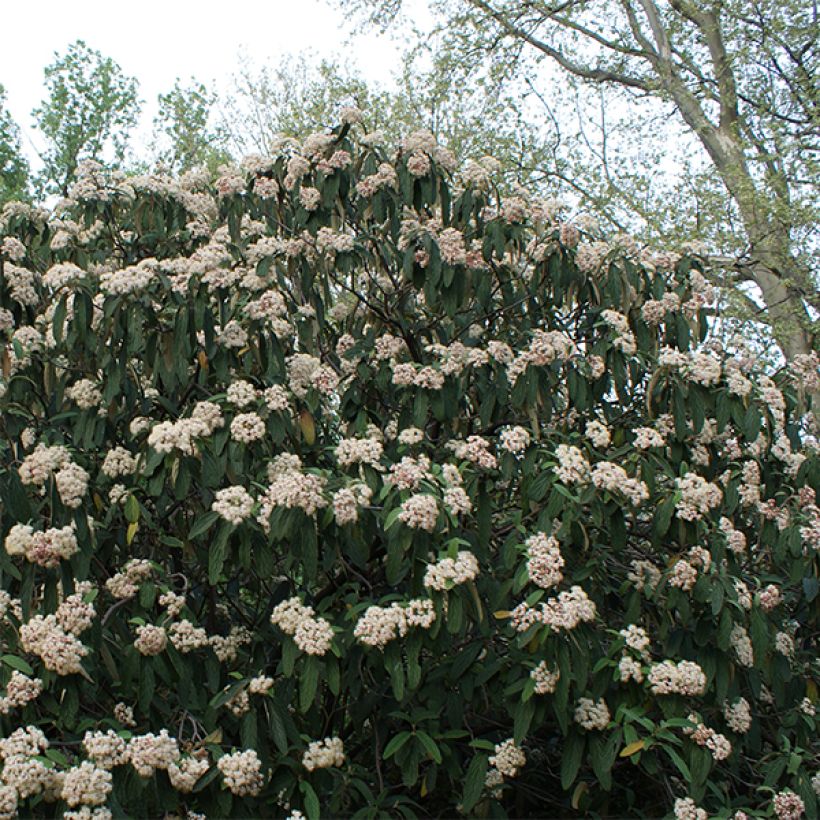 Viburnum rhytidophyllum - Viorne à feuilles ridées. (Port)