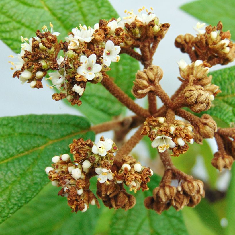 Viburnum rhytidophyllum - Viorne à feuilles ridées. (Floraison)