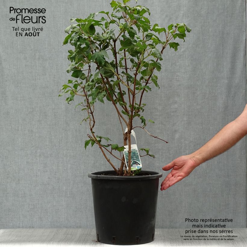 Spécimen de Viburnum sargentii Onondaga - Viorne  Pot de 18L/20L tel que livré en été