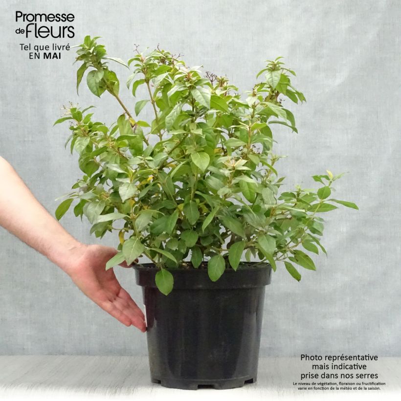 Spécimen de Viburnum sargentii Onondaga - Viorne en pot de 18L tel que livré au printemps