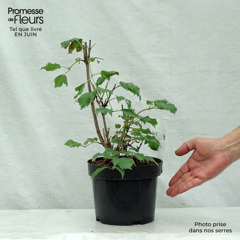 Spécimen de Viburnum sargentii Onondaga - Viorne  Pot de 2L/3L tel que livré en été