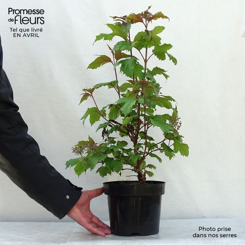 Spécimen de Viburnum sargentii Onondaga - Viorne en pot de 2L/3L tel que livré au printemps